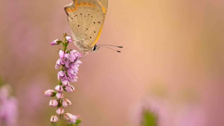 Biodiversiteit - LandschappenNL